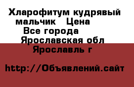 Хларофитум кудрявый мальчик › Цена ­ 30 - Все города  »    . Ярославская обл.,Ярославль г.